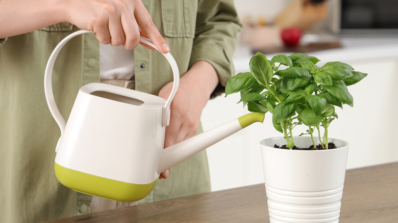 Person watering potted basil plant