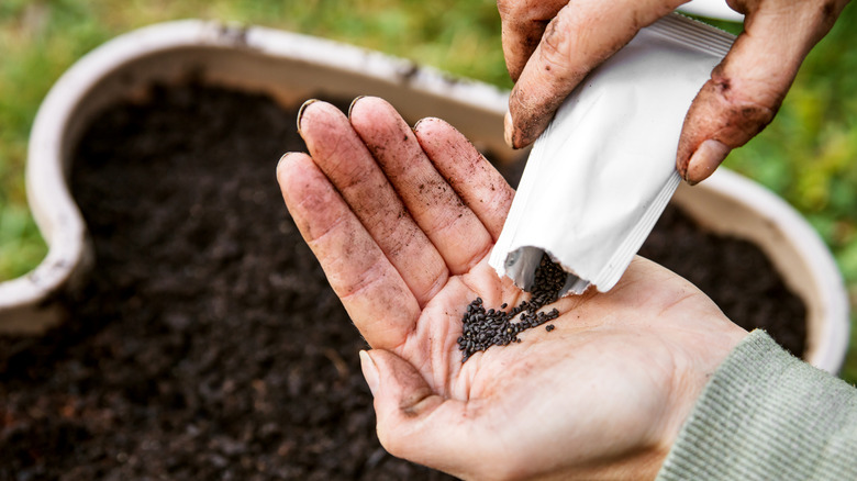 woman is holding and planting some basil seed in a plant pot full of fresh soil and compost