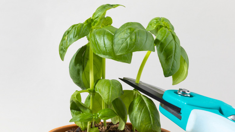 Pruning basil plant for healthy growth in a home garden during daytime