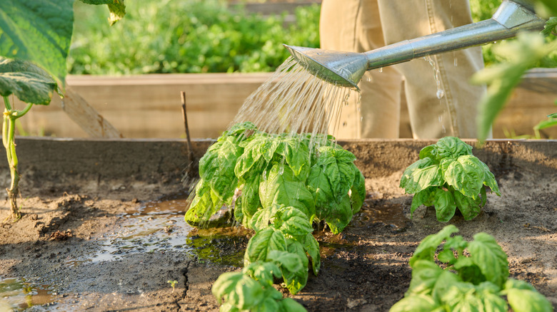 Close-up of watering can in hands watering basil plants in garden