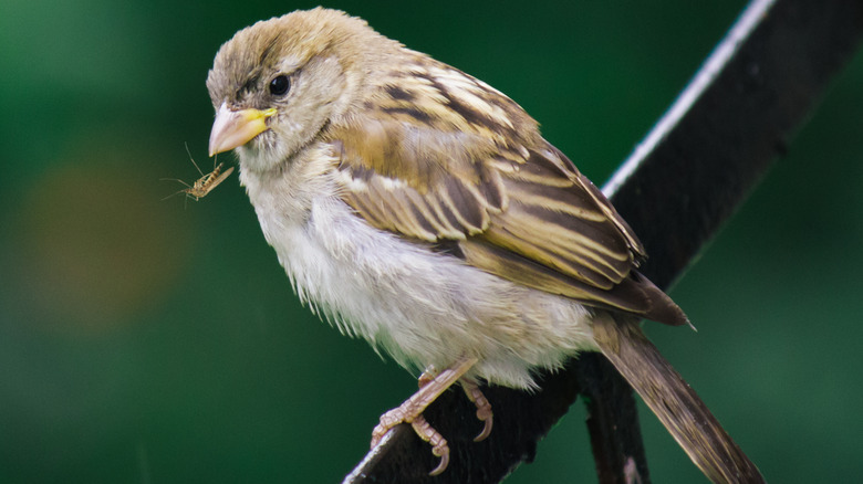 Bird on branch eating mosquito