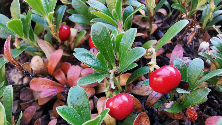 A closeup of a few bearberry plants in the fall, with red berries and both green and red leaves