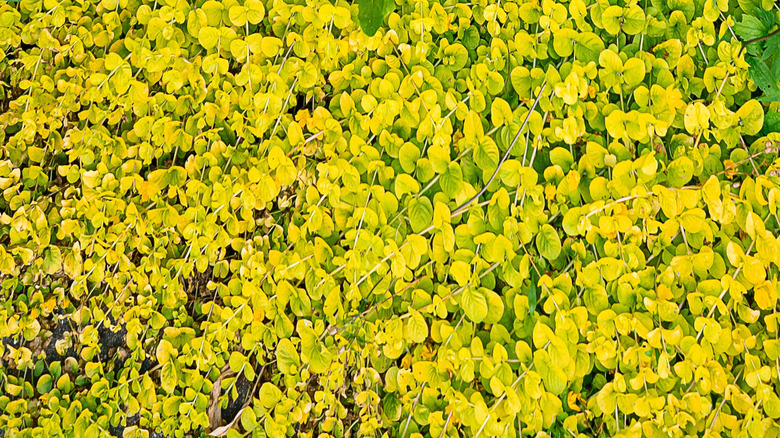 The yellow leaves of the ground cover creeping Jenny mingle with other woodland plants