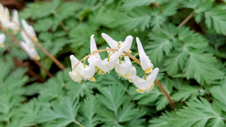 A closeup of several Dutchman's breeches flowers, with their lacy foliage in soft focus