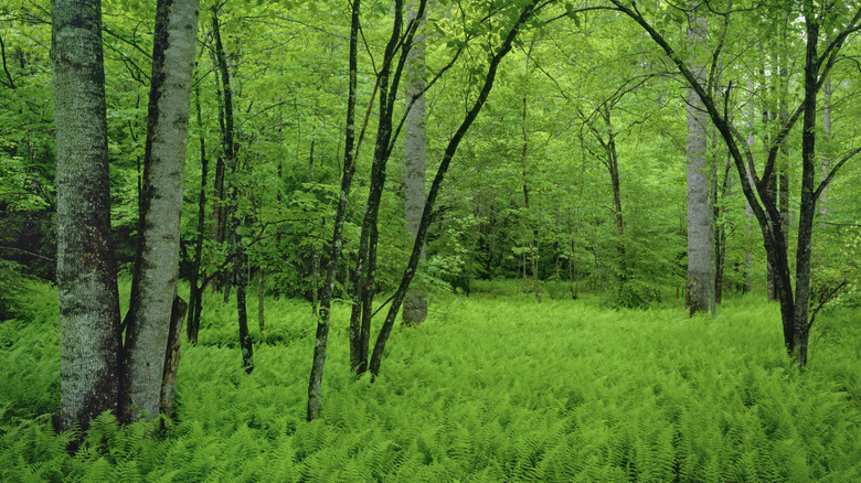 A large group of ferns growing among several shade trees.
