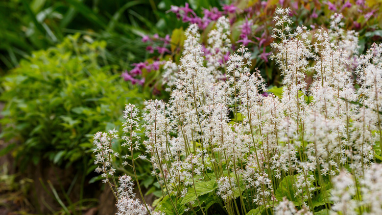 The lacy-white spikes of foam flowers are shown in the foreground with other plants.