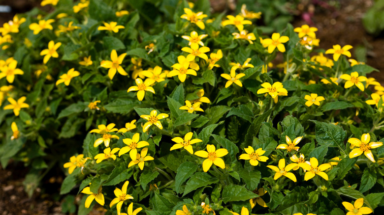 A closeup of yellow-flowered goldenstar ground cover plants