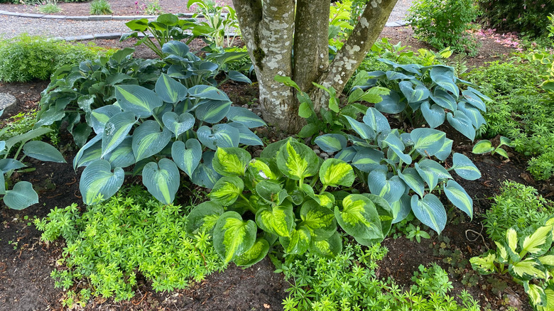 Several varieties of hostas and other ground covers growing under a multi-trunked tree