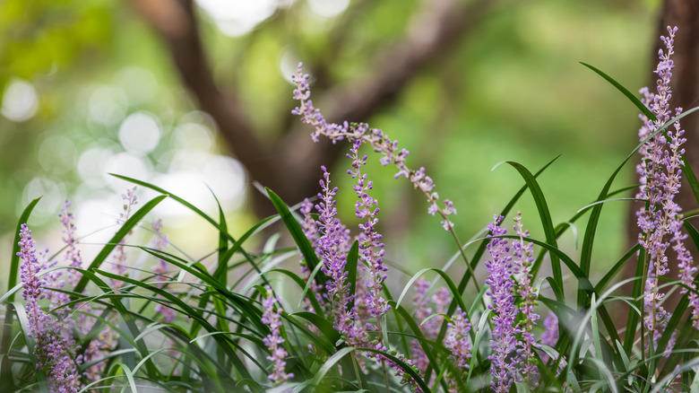 Lilyturf growing underneath a tree