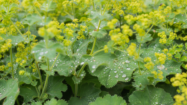 Perfectly round dewdrops and yellow-green flowers are shown on a lady's mantle plant