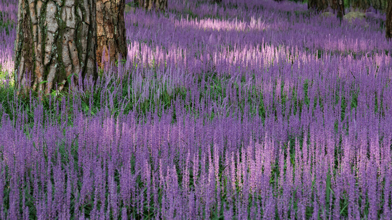The purple flowering spikes of lilyturf surround a large shade tree.