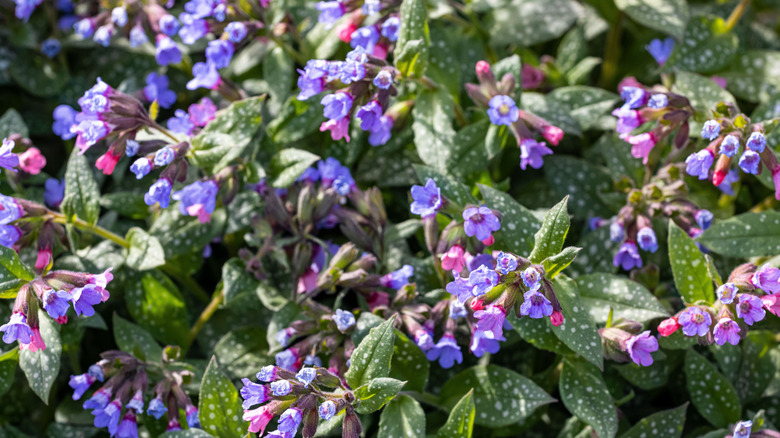 The white-spotted leaves and purple-pink flowers of lungwort glow in dappled shade