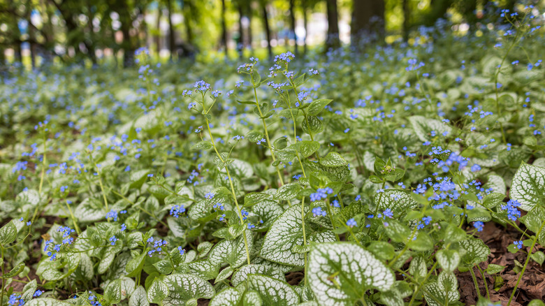 Siberian bugloss with silvery leaves and clusters of blue flowers are shown growing in the woodland