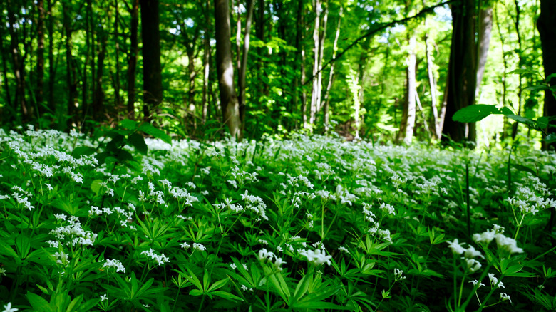 A large drift of white-flowering sweet woodruff grows at the base of several trees