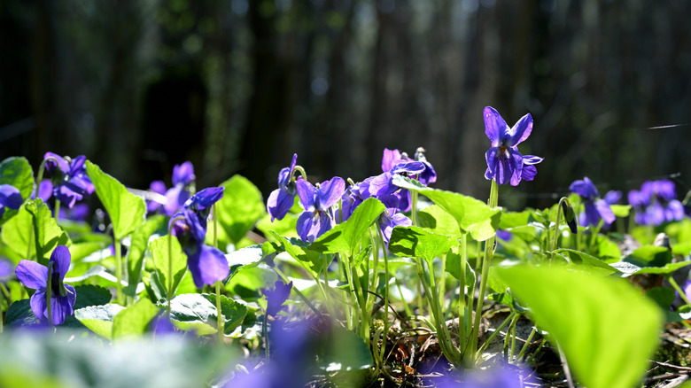 Closeup of violets growing in a woodland setting