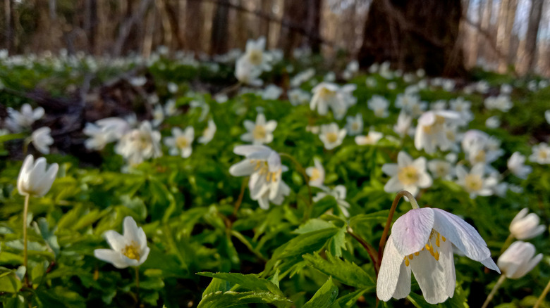 Dozens of white flowers of the wood anemone light up a forest floor