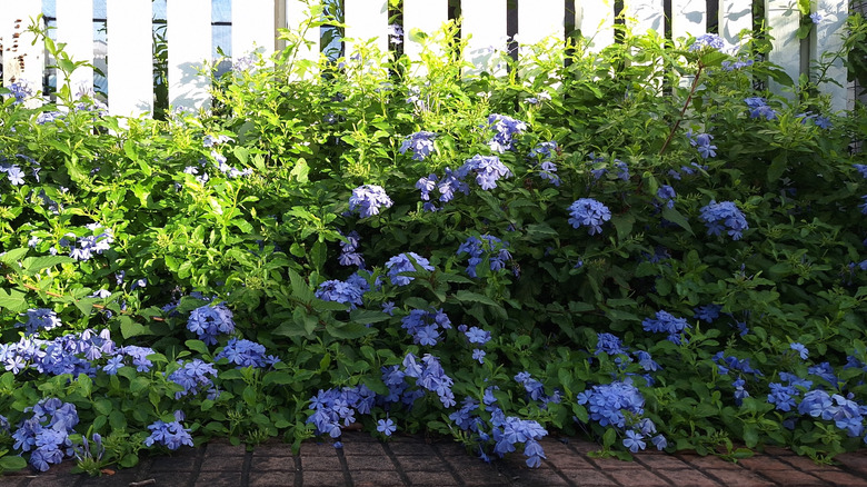Woodland phlox growing in large drifts in the shade