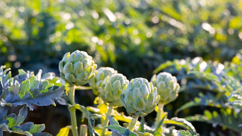Bunches of tiny artichokes growing in garden