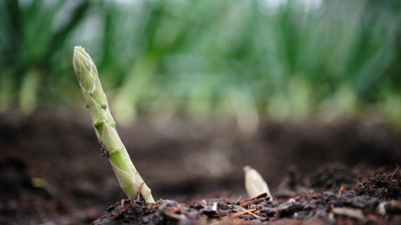 Stalks of asparagus coming up out of the ground