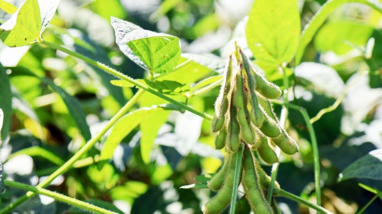 Bunches of green beans hanging from a vine