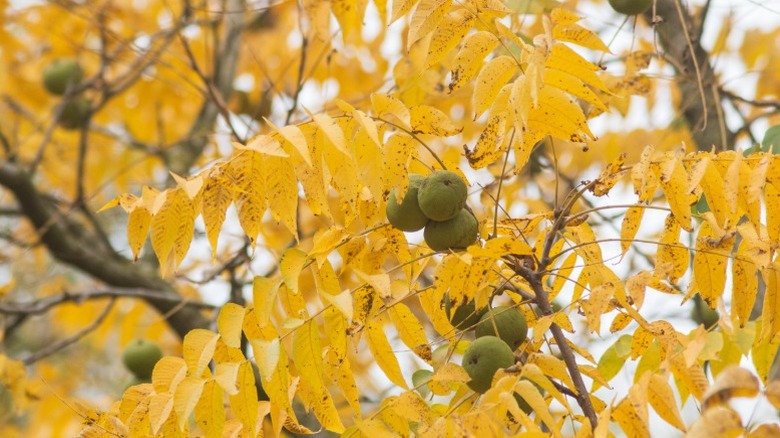 Closeup of black walnuts on a black walnut tree