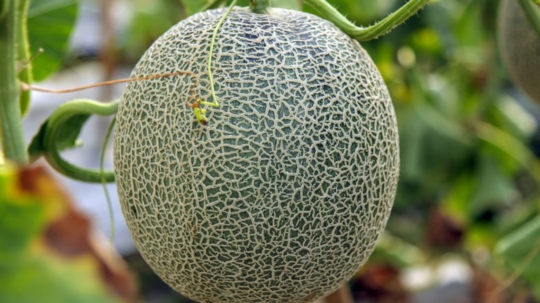 Cantaloupe melon hanging from a vine