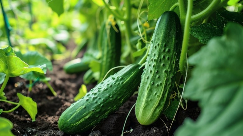 Ripe cucumbers on the vine