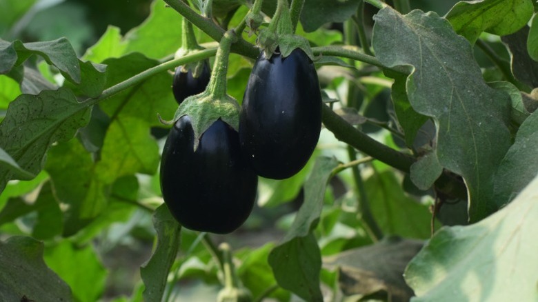 Several dark colored eggplants growing on vine in garden