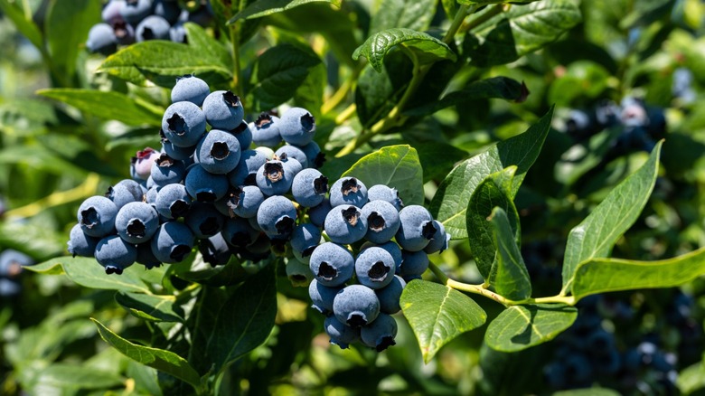 Closeup of blueberries on a bush
