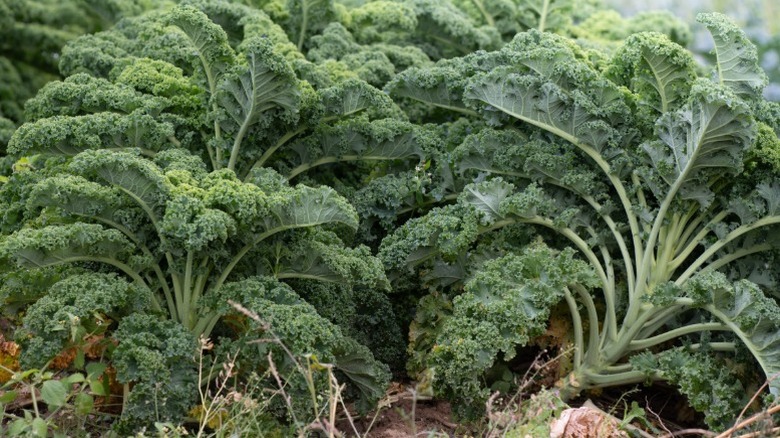 Big bunches of kale in the garden