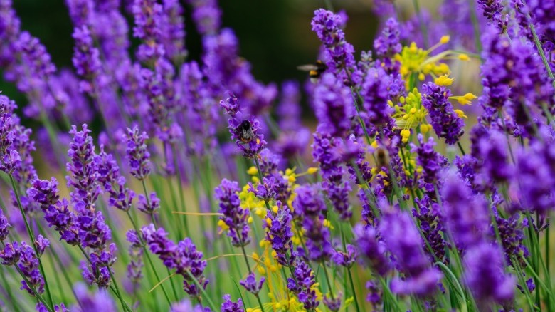 Stalks of purple lavender in a garden