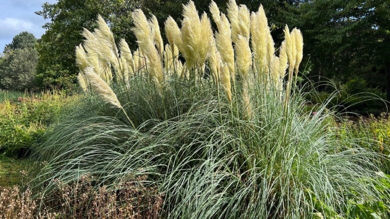 A stand of tall pampas grass