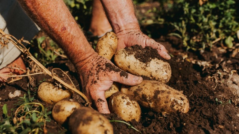 Potatoes being dug from the ground