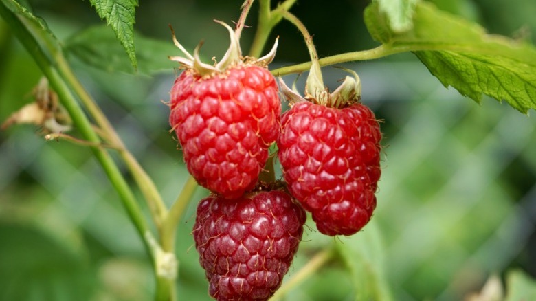 Close look of raspberries hanging off branch