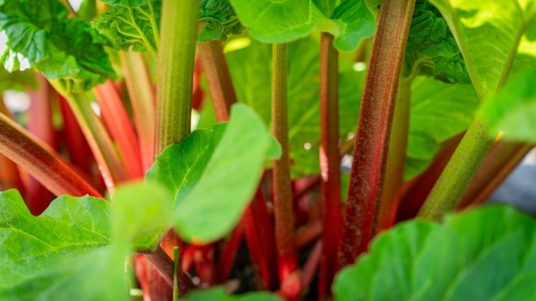 Close up of green and red rhubarb in garden