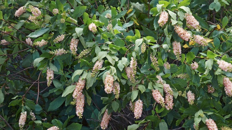 Dense growth of a summersweet shrub in bloom