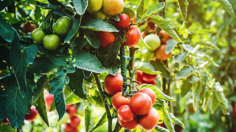 Tomatoes ripening in the garden on the vine