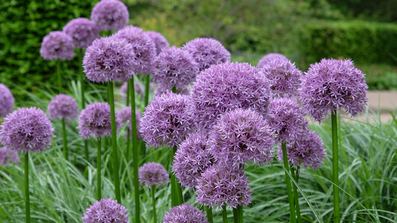 Cluster of purple allium flowers