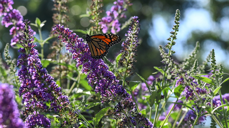 Monarch butterfly on a butterfly bush