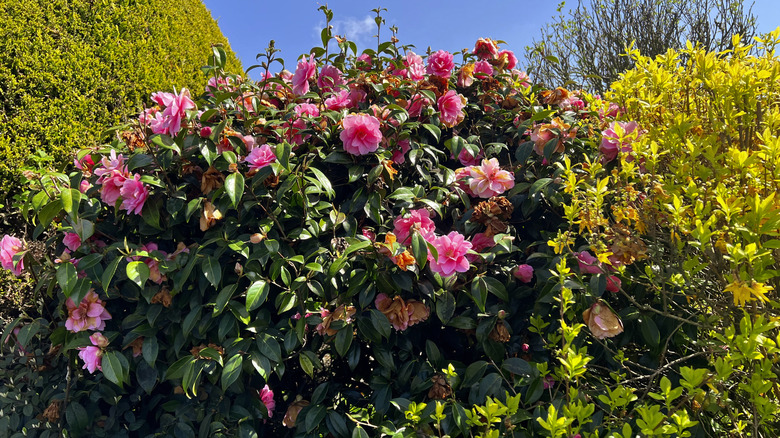 Pink camellia flowers with bushes in the backgrounds