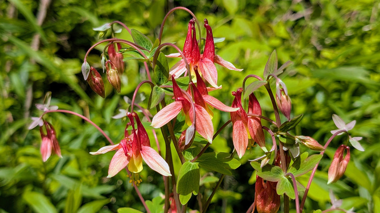 Reddish columbine flowers in full bloom
