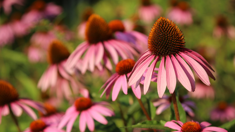 Large pink coneflower blooms