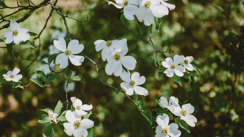 Close-up of white dogwood blooms