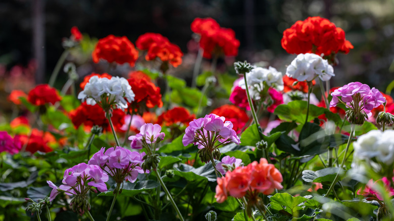 Pelargonium geraniums flowers in various colors