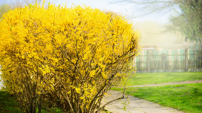 Large forsythia shrub with bright yellow flowers covering the branches