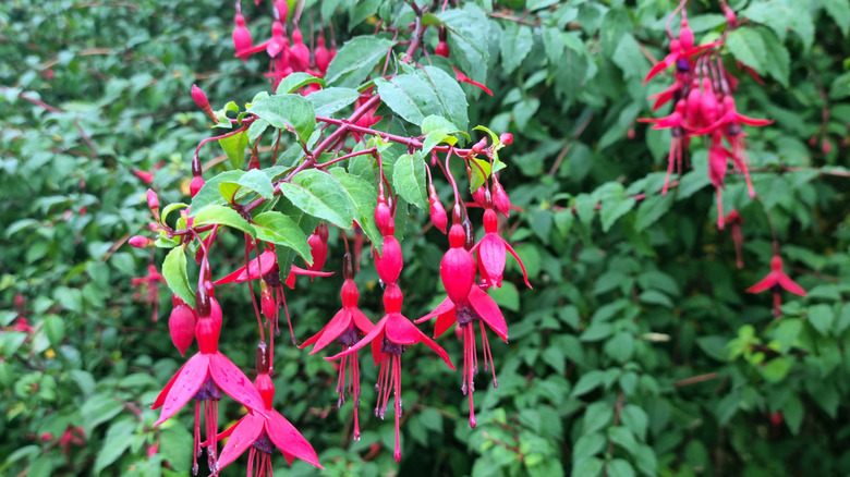 Bright pink fuchsia flowers