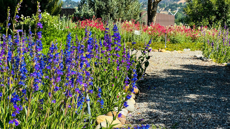 Garden bed of penstemons near a path
