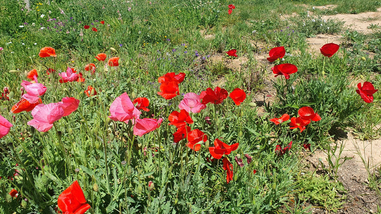 Patch of red poppies