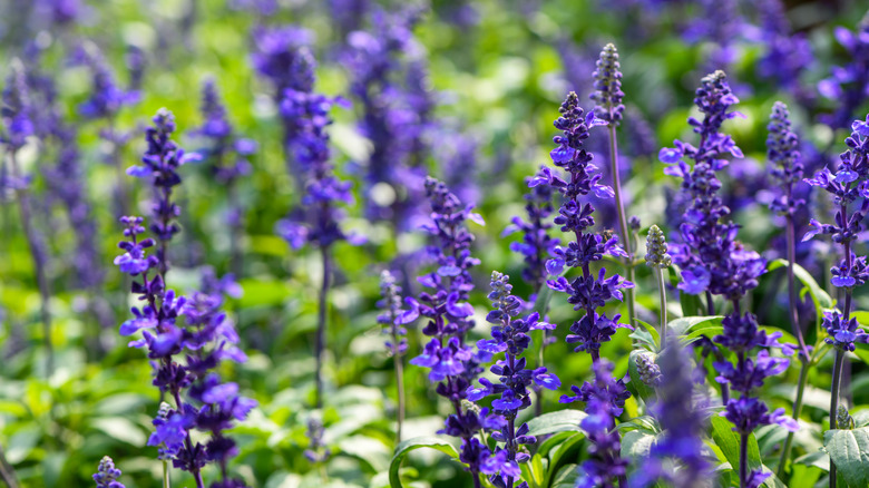 Purplish salvia flowers