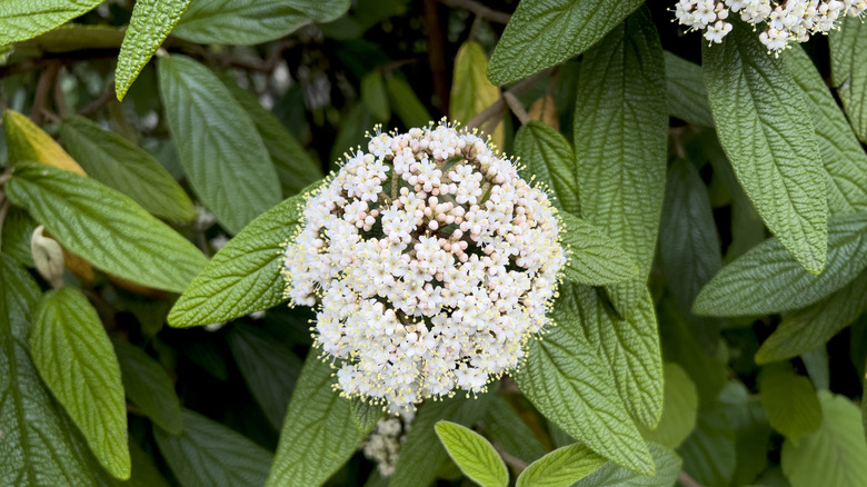 White viburnum flowers blooming with leaves in the background